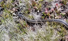 Thamnophis elegans
