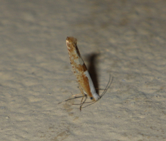 Argyresthia
