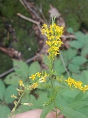 Solidago arguta