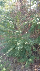 Ailanthus altissima
