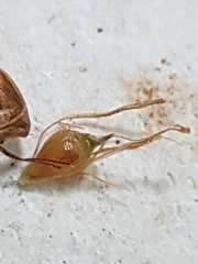 Rhynchospora fusca