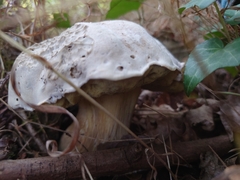 Caloboletus radicans