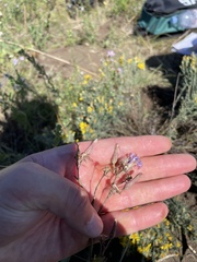 Lactuca pulchella