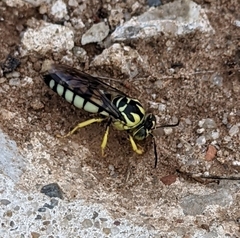 Bembicina