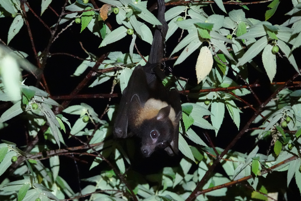 Big-Eared Flying Fox