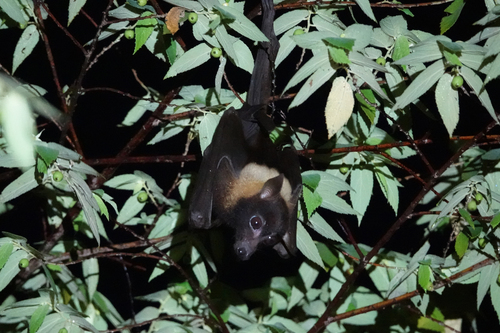 Big-eared Flying-fox (Pteropus macrotis) — Least Concern Mammalia
