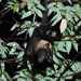 Big-eared Flying-Fox - Photo (c) Jonathan M, some rights reserved (CC BY-NC), uploaded by Jonathan M