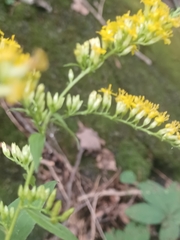 Solidago arguta