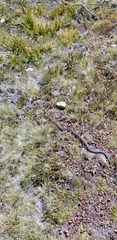 Thamnophis elegans