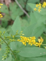 Solidago arguta