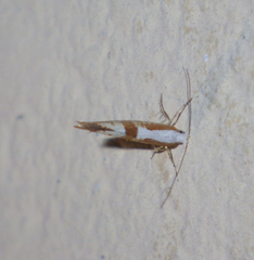 Argyresthia