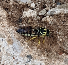 Bembicina