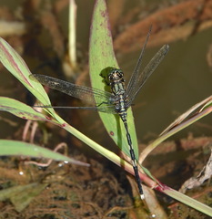 Orthetrum sabina