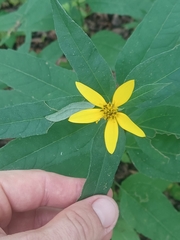 Helianthus microcephalus