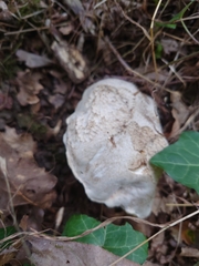 Caloboletus radicans