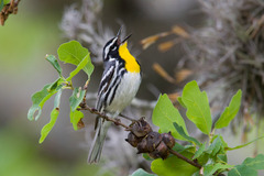 Yellow-Throated Warbler photo 6