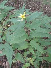 Helianthus microcephalus