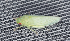 Gyponana