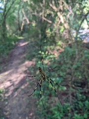 Trichonephila clavata