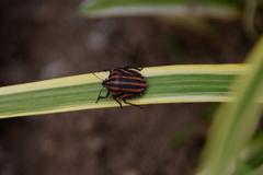 Graphosoma rubrolineatum