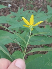 Helianthus microcephalus
