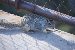 Otospermophilus variegatus