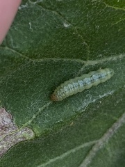 Lineodes integra