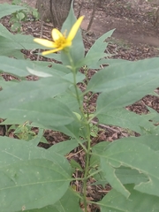 Helianthus microcephalus