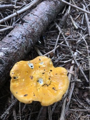 Cantharellus enelensis