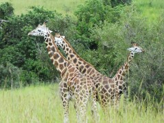 Giraffa camelopardalis rothschildi