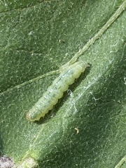 Lineodes integra