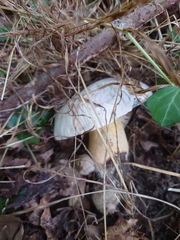 Caloboletus radicans