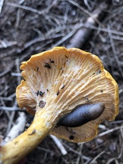 Cantharellus enelensis