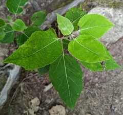 Populus