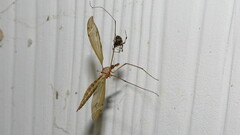 Parasteatoda tepidariorum
