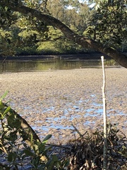 Haematopus longirostris