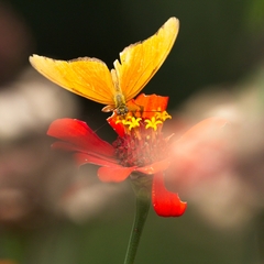 Dryas iulia
