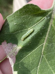 Lineodes integra
