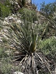 Dasylirion leiophyllum