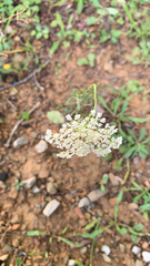 Daucus carota