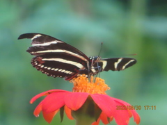 Heliconius charithonia