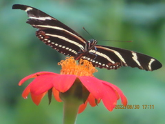 Heliconius charithonia