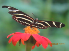 Heliconius charithonia