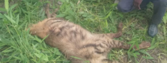 Hyaena hyaena
