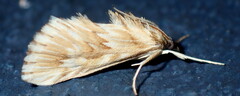 Cynaeda dentalis