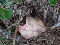 Suillellus luridus