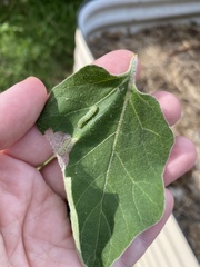 Lineodes integra