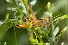 Schistocerca americana