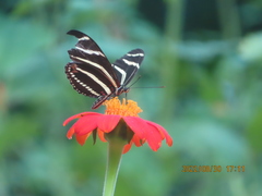 Heliconius charithonia