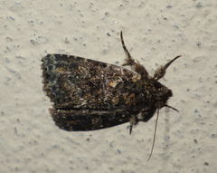 Callopistria latreillei